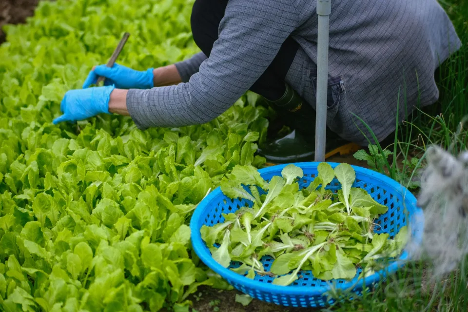 Cán bộ kiểm tra cây giống trước khi giao